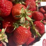 “It was extremely good picking. It didn’t take you long to fill a basket…” – Ken Lucko, Monominto Berry Farm.