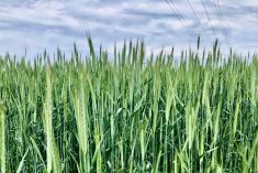 fall rye
