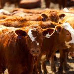 Compared to last week, calves under 550 pounds were up $6 to $8 on average.  Photo: Canada Beef Inc.
