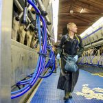 Ag university students make up Moller’s milking workforce.
