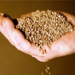 Morocco possesses more than 70 per cent of the world’s phosphate rock reserves, giving it the potential to be an even larger fertilizer exporter than it is is today.