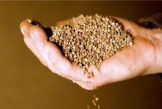 Morocco possesses more than 70 per cent of the world’s phosphate rock reserves, giving it the potential to be an even larger fertilizer exporter than it is is today.