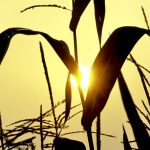 Hot weather in the Plains and Midwest regions of the United States is affecting crop conditions, but how much of an effect it will have on yields come harvest time is unknown.  Photo: Thinkstock
