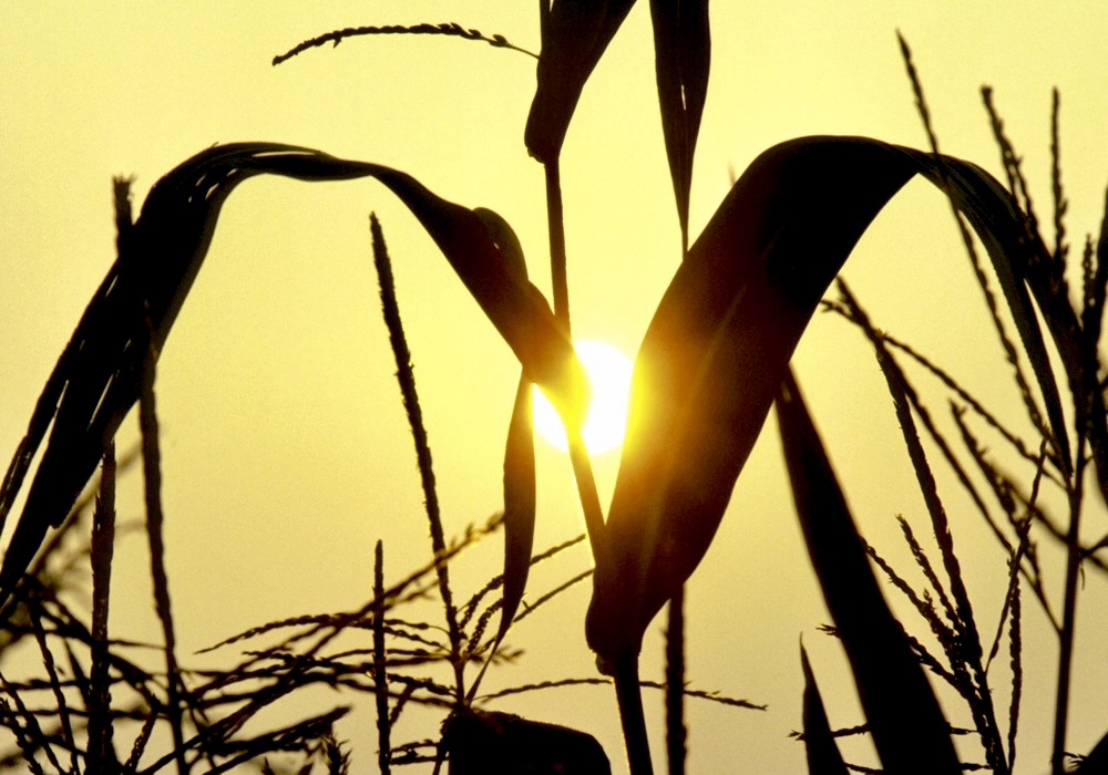 Hot weather in the Plains and Midwest regions of the United States is affecting crop conditions, but how much of an effect it will have on yields come harvest time is unknown.  Photo: Thinkstock
