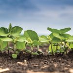 “This very hot and dry forecast is coming in right at the time when beans don’t need it.” – Craig VanDyke, Top Third Ag Marketing