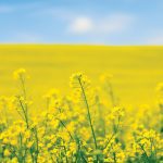 “All that can be done is to sit back and wait for what comes, be it more heat to dry out crops or sufficient rains to save them.”