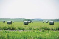 Manitoba forage growers face a very different problem compared to the dire feed situation last summer.