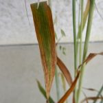 Oat leaves display chlorosis discoloration, one of the first signs of barley yellow dwarf virus. 