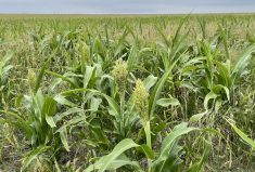 Sorghum or milo is a potential nitrate accumulator and should be tested prior to haying or grazing.