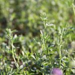 Alfalfa can fix up to 250 pounds of nitrogen per year, helping to build soil fertility and increasing crop yields.