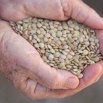 Green lentils. (Savany/iStock/Getty Images)
