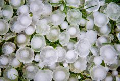 Hail &#8211; a feared and costly crop foe
