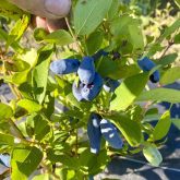 A West St. Paul couple are working to carve out their share of the emerging haskap berry market.