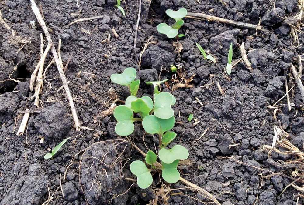 Factors like crop rotation, trash management, seedbed preparation, seeding date, seeding rate, fertility and weed control can have a significant impact on canola emergence.