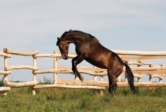 Horses are hardwired to buck, but sometimes this behaviour becomes a real problem.