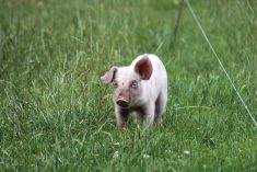 A piglet in the grass