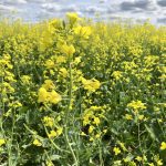 A canola field in bloom in Manitoba's Interlake on Aug. 7, 2022.