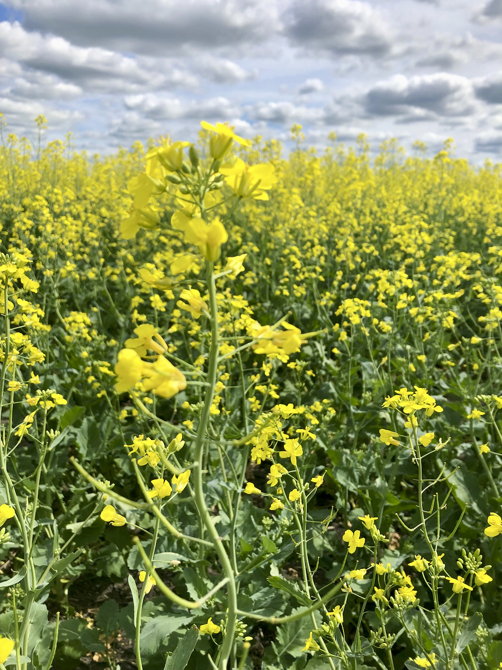 A canola field in bloom in Manitoba's Interlake on Aug. 7, 2022.