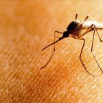 Just a single bite from an infected mosquito can cause an infection of WNV.