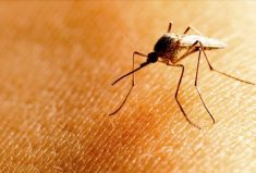 Just a single bite from an infected mosquito can cause an infection of WNV.