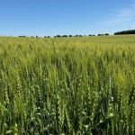 Wheat in progress west of Pathlow, Sask. on Aug. 1, 2022. (Dave Bedard photo)
