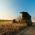 Harvesting of soybean field with combine