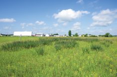 Alfalfa patches poke from a sea of grass at a Manitoba Beef and Forage Initiatives site north of Brandon.