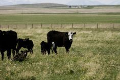 It should always be on a producer’s radar when it comes to reproductive failure or clinical cases of bloody urine but there are many other causes of these signs.