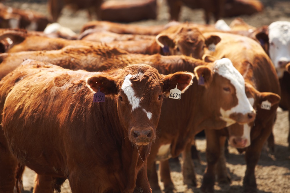 (Photo courtesy Canada Beef Inc.)
