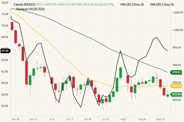 ICE November 2022 canola (candlesticks, right column) with 20- and 50-day moving averages (yellow and green lines) and CBOT December 2022 soyoil (black line, left column). (Barchart)
