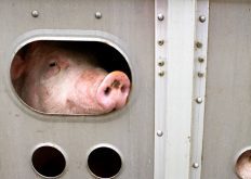 “Fortunately, we did get the agreement in place and these animals could move before animal welfare became a concern.” – Cam Dahl, Manitoba Pork Council.