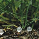 “Our position is that ESN does reduce nitrous oxide emissions during our short-season, dryland prairie conditions.” – Curtis Rempel.