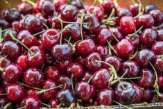 File photo of fresh cherries purchased from an orchard&#8217;s roadside stand at Penticton, B.C. (Amy Mitchell/iStock/Getty Images)
