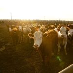 (Photo courtesy Canada Beef Inc.)
