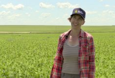 VIDEO: When cover crops and cattle meet
