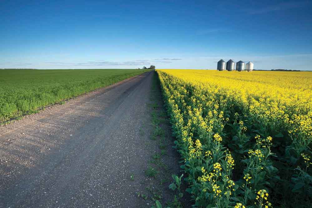 Delays in spring seeding on the eastern Prairies put this year’s canola crop behind the usual pace, making fall frost more of a concern.