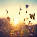 The results of the actions of this butterfly are impossible to predict because the amount of detail we’d need to do so accurately is too massive to effectively gather.