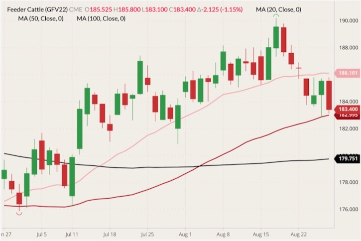 CME October 2022 feeder cattle (candlesticks) with 20-, 50- and 100-day moving averages (pink, dark red and black lines). (Barchart)
