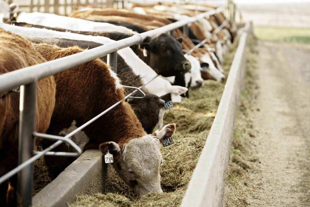 (Photo courtesy Canada Beef Inc.)
