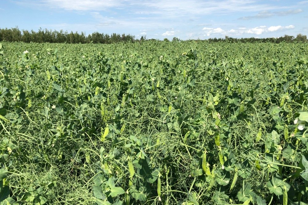 File photo of a pea crop south of Ethelton, Sask. on Aug. 1, 2019. (Dave Bedard photo)
