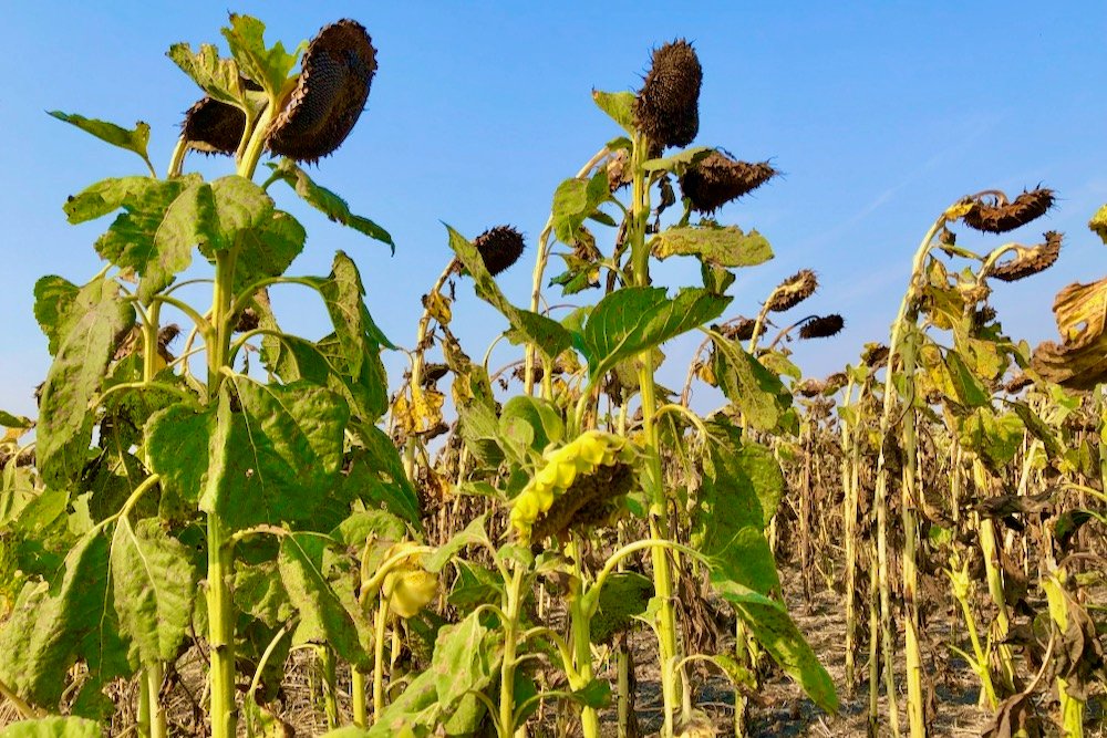 A sunflower crop north of St. Adolphe, Man. on Sept. 19, 2021. (Dave Bedard photo)
