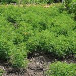 A lupin test plot at the Parkland Crop Diversification Foundation site at Roblin.