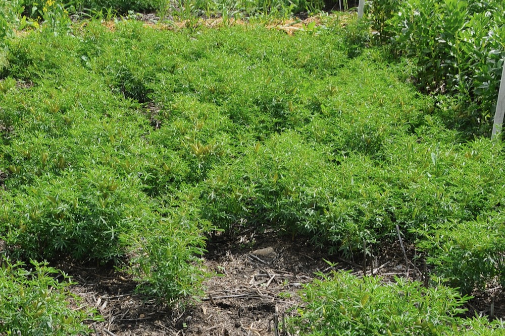 A lupin test plot at the Parkland Crop Diversification Foundation site at Roblin.