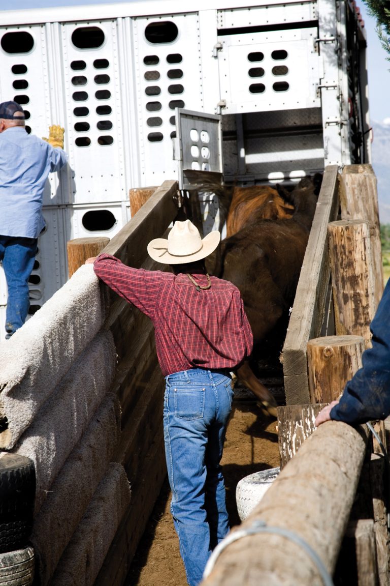More time needed on livestock transport code Manitoba Cooperator