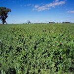 File photo of a field pea crop in western New South Wales, Australia. (Alfio Manciagli/iStock/Getty Images)
