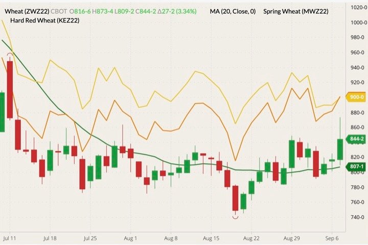 CBOT December 2022 wheat (candlesticks) with 20-day moving average (green line), MGEX December 2022 spring wheat (yellow line) and K.C. December 2022 hard red wheat (orange line). (Barchart)
