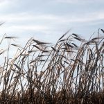 Barley. (Doug Wilson photo courtesy ARS/USDA)

