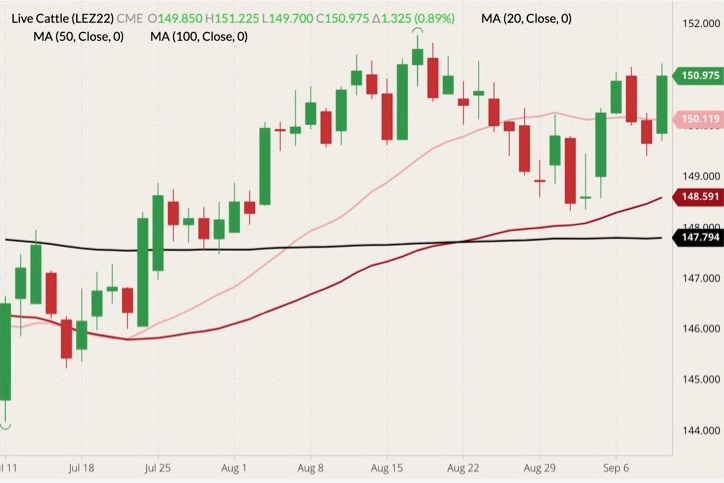 CME December 2022 live cattle (candlesticks) with 20-, 50- and 100-day moving averages (pink, dark red and black lines). (Barchart)
