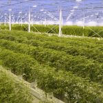 Interior view of the Aurora Sky cannabis production facility near Edmonton. (Aurora Cannabis video screengrab)
