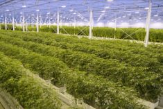 Interior view of the Aurora Sky cannabis production facility near Edmonton. (Aurora Cannabis video screengrab)